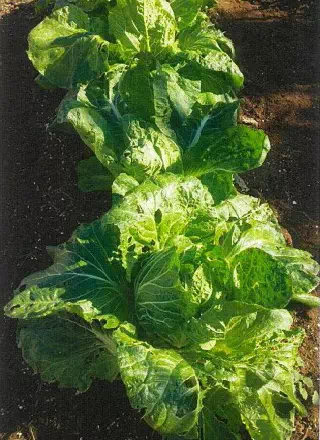 Chinese cabbage　image