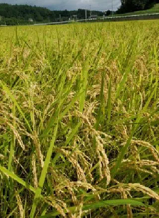 Rice　image