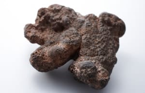 猪苓(チョレイ) 画像