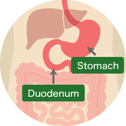 Stomach and duodenum image
