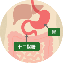胃と十二指腸　イメージ