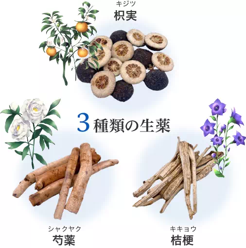 枳実（キジツ）、芍薬（シャクヤク）、桔梗（キキョウ）　イメージ