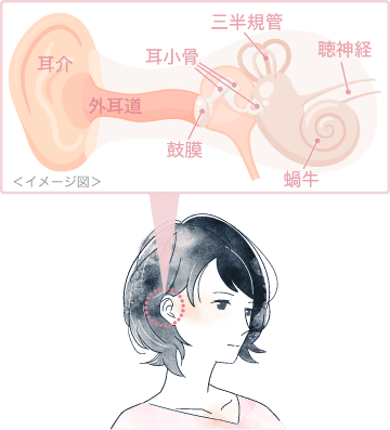 耳の構造　イメージ図