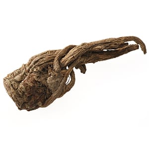 ビャクシ（漢方）イメージ