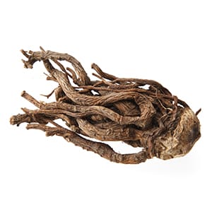 トウキ（漢方）イメージ